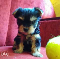 Availabile NOW in Egypt Amazing Yorkshire puppies 0