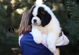 Saint Bernard Imported by order From Europe Fci 0