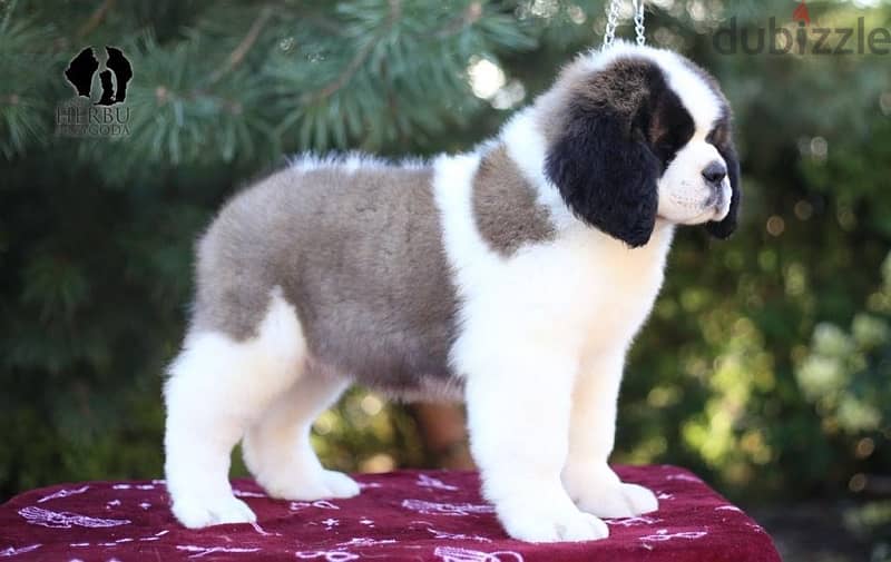 Saint Bernard Imported by order From Europe Fci 1