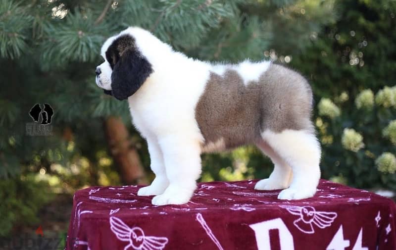 Saint Bernard Imported by order From Europe Fci 2