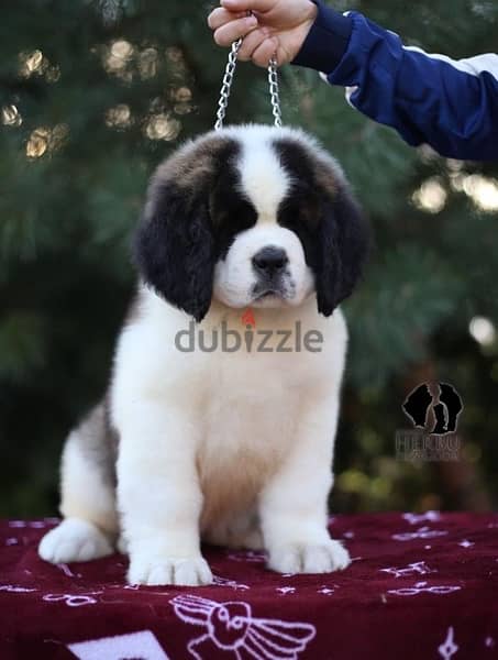 Saint Bernard Imported by order From Europe Fci 3