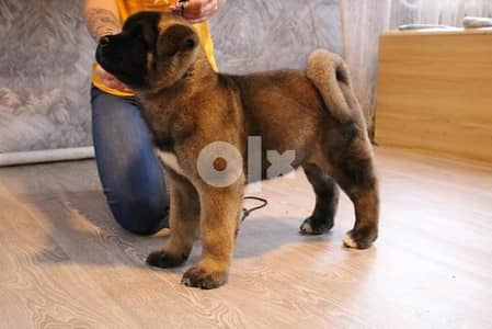 Imported by order american akita from Europe