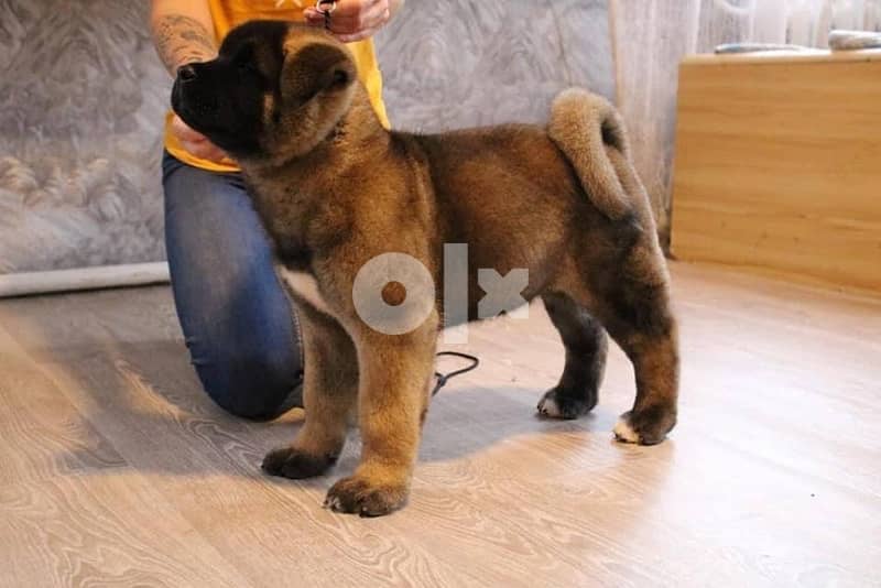 Imported by order american akita from Europe 0