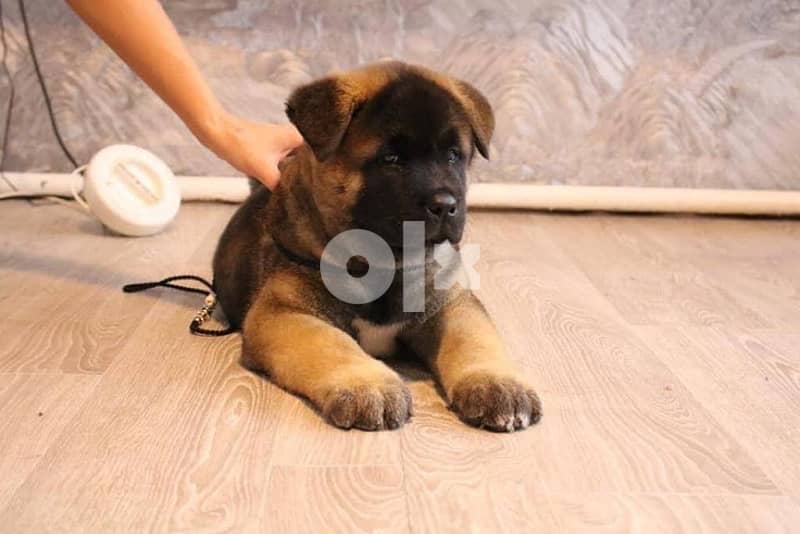 Imported by order american akita from Europe 1