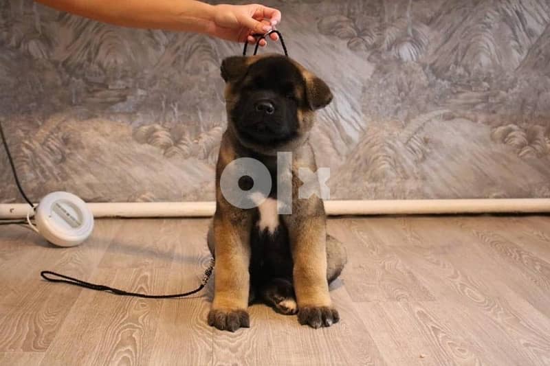 Imported by order american akita from Europe 2