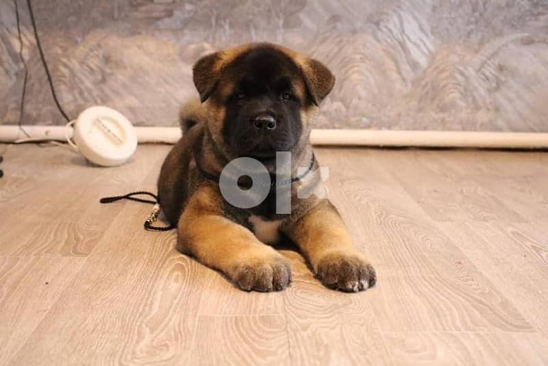 Imported by order american akita from Europe 3