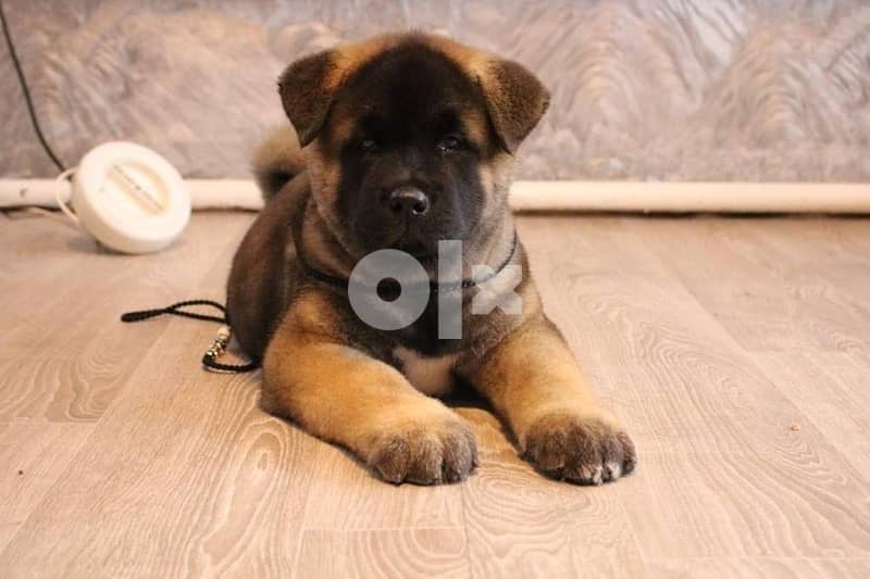 Imported by order american akita from Europe 4