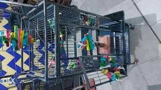 cage parrots