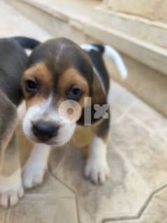*Beagle puppies For Sale 0