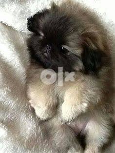 Pekingese puppy جرواي بيكنواه 0