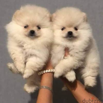 mini pomeranian puppies, premium quality. . imported parents