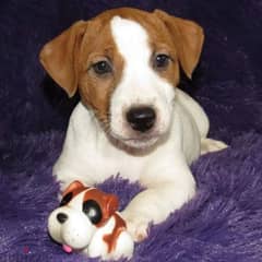 imported jack russell puppies, premium quality 0