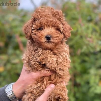 best toy poodle puppies , premium quality