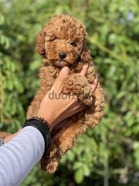 best toy poodle puppies , premium quality 1