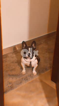 male french bulldog for marrige 0