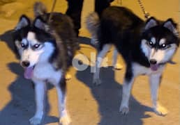 husky puppies 7 months male and female 0