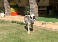 Male Saint Bernard Dog For Adoption 0