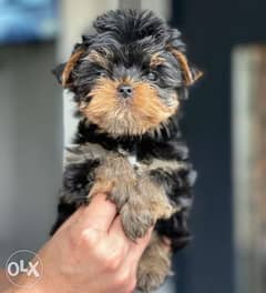 Teacup Yorkshire Male & Female Imported From Ukraine Full Documents 0