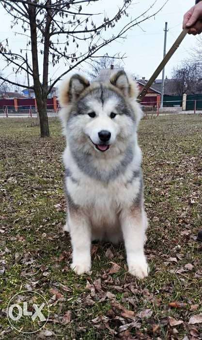 Olx malamute store