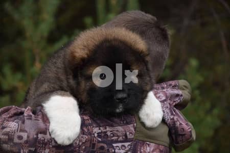 Imported Caucasian Puppies super Giant Puppies from Europe Fci