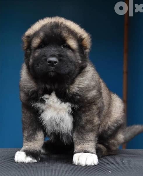 Imported Caucasian Puppies super Giant Puppies from Europe Fci 1
