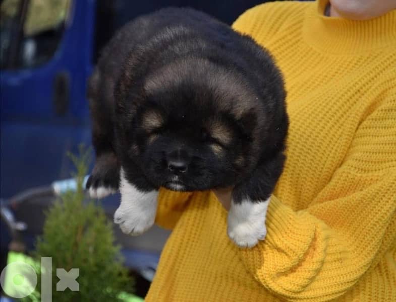 Imported Caucasian Puppies super Giant Puppies from Europe Fci 2