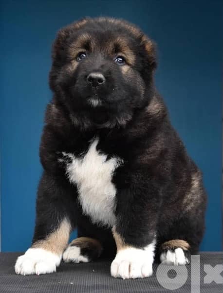 Imported Caucasian Puppies super Giant Puppies from Europe Fci 4