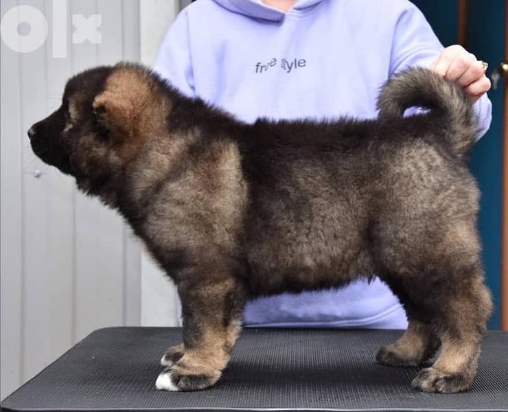 Imported Caucasian Puppies super Giant Puppies from Europe Fci 5