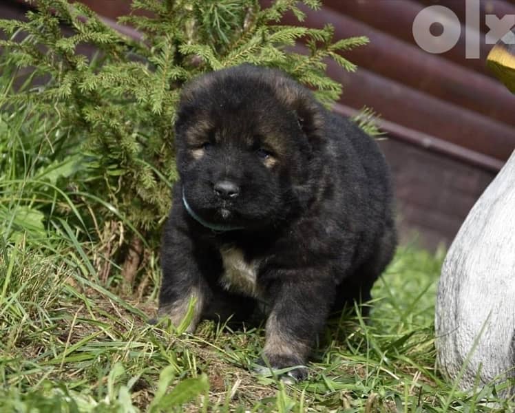 Imported Caucasian Puppies super Giant Puppies from Europe Fci 6