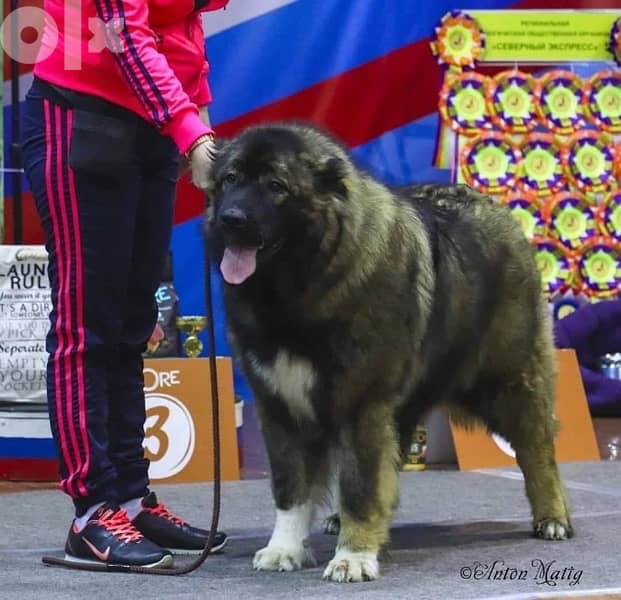 Imported Caucasian Puppies super Giant Puppies from Europe Fci 8