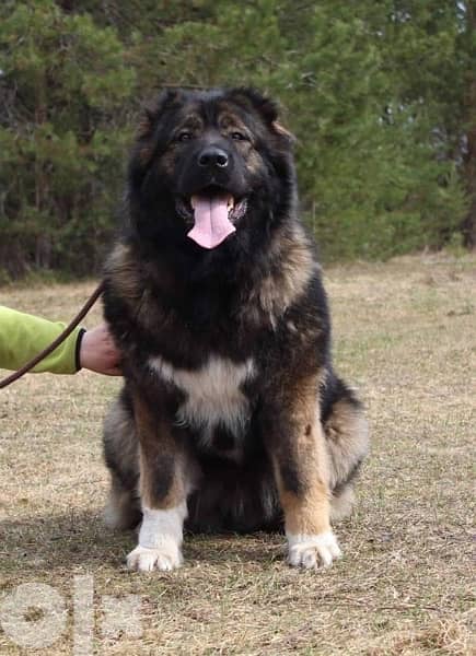 Imported Caucasian Puppies super Giant Puppies from Europe Fci 12