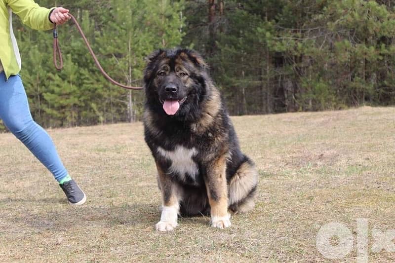 Imported Caucasian Puppies super Giant Puppies from Europe Fci 14