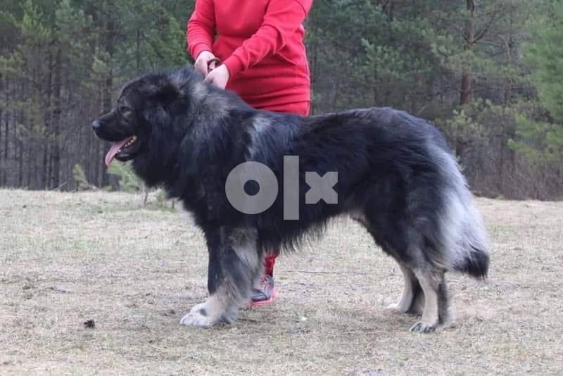 Imported Caucasian Puppies super Giant Puppies from Europe Fci 16