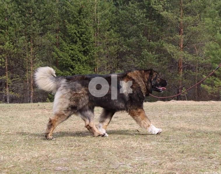 Imported Caucasian Puppies super Giant Puppies from Europe Fci 18