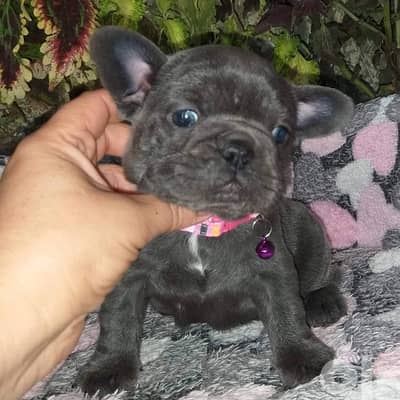 Imported French Bulldog From Europe Blue Amazing Quality Male , Female