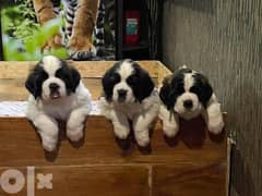 Imported Saint Bernard Puppies Fci From Europe 0