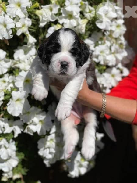 Imported Saint Bernard Puppies Fci From Europe 1