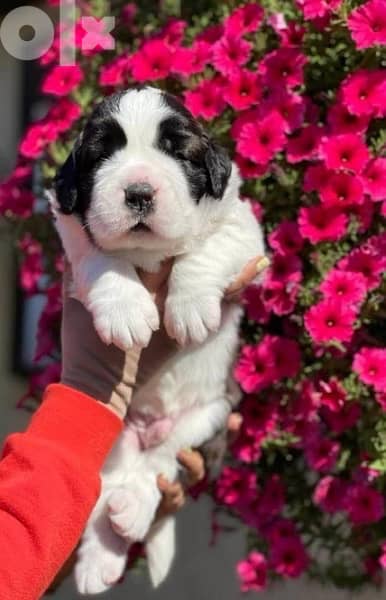 Imported Saint Bernard Puppies Fci From Europe 2