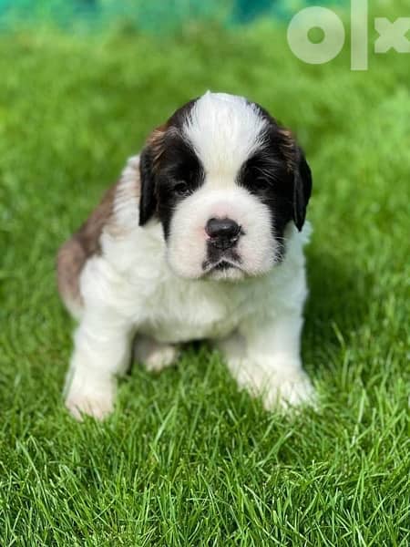 Imported Saint Bernard Puppies Fci From Europe 5