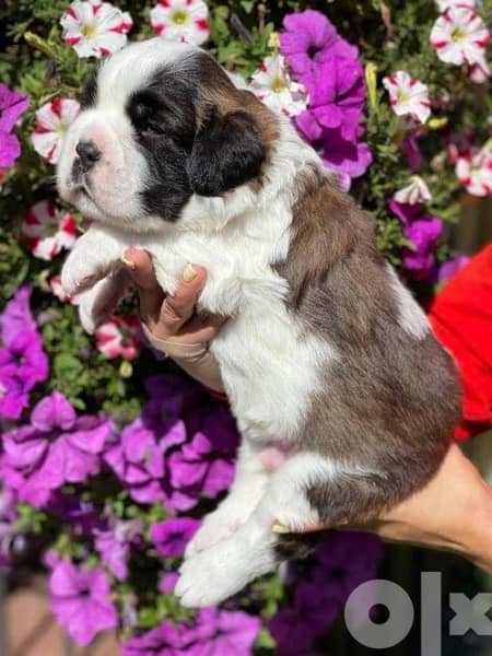 Imported Saint Bernard Puppies Fci From Europe 6