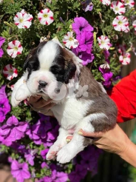Imported Saint Bernard Puppies Fci From Europe 7