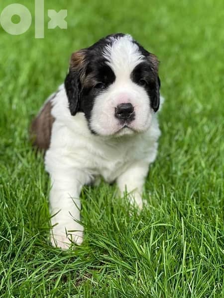 Imported Saint Bernard Puppies Fci From Europe 8
