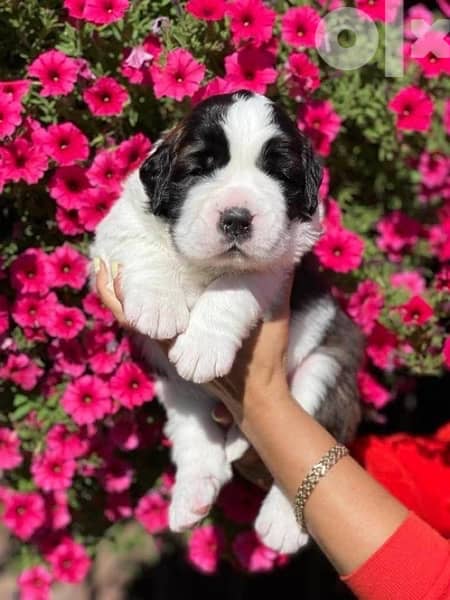 Imported Saint Bernard Puppies Fci From Europe 9