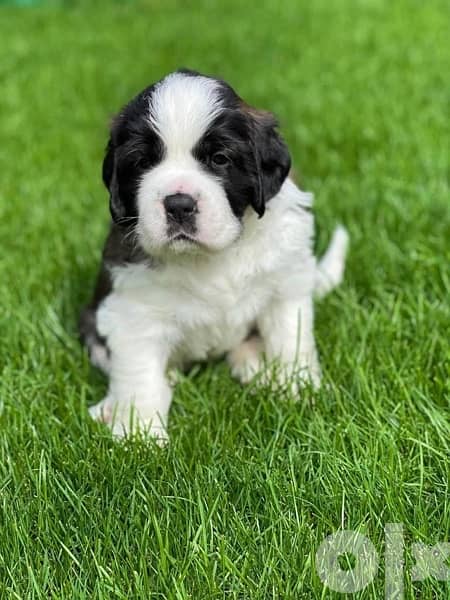 Imported Saint Bernard Puppies Fci From Europe 10