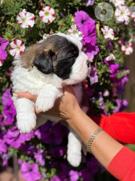 Imported Saint Bernard Puppies Fci From Europe 11