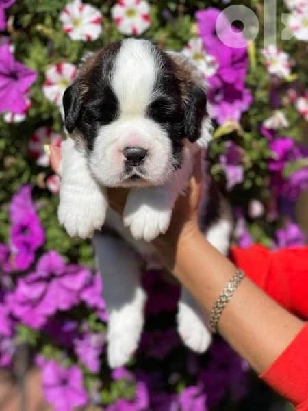 Imported Saint Bernard Puppies Fci From Europe 12