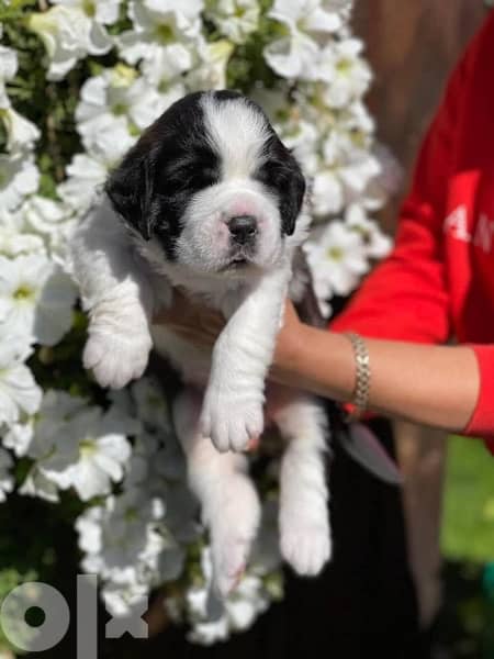 Imported Saint Bernard Puppies Fci From Europe 13