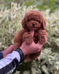 video available whatsapp Toy Poodle male imported parents 0