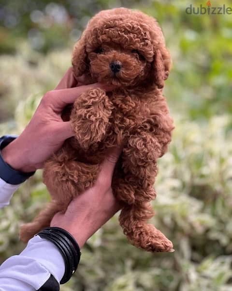 video available whatsapp Toy Poodle male imported parents 1