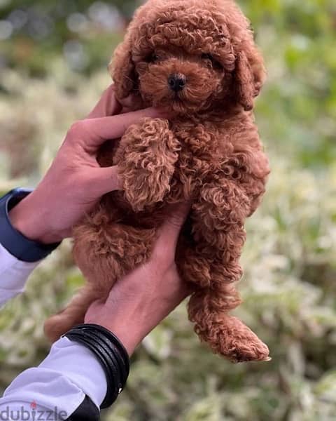 video available whatsapp Toy Poodle male imported parents 2